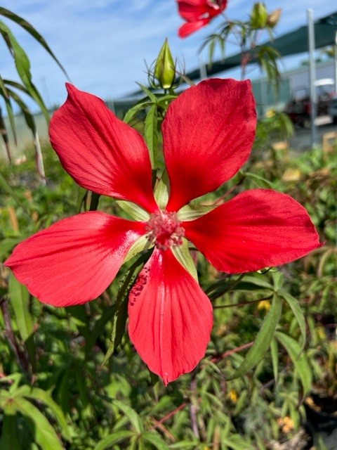 hibiscus-coccineus-blaze-star-swamp-hibiscus-scarlet-rosemallow