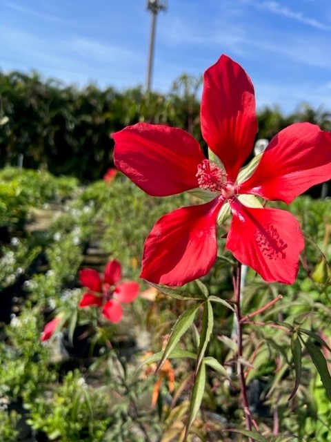 hibiscus-coccineus-blaze-star-swamp-hibiscus-scarlet-rosemallow