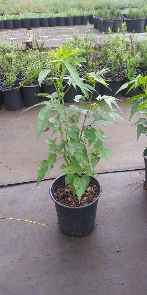 hibiscus-coccineus-swamp-hibiscus-scarlet-rosemallow-texas-star-hibiscus