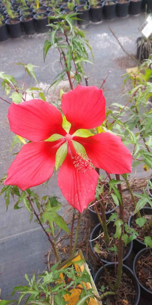 hibiscus-coccineus-swamp-hibiscus-scarlet-rosemallow-texas-star-hibiscus