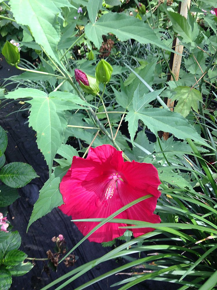 hibiscus-coccineus-swamp-hibiscus-scarlet-rosemallow-texas-star-hibiscus