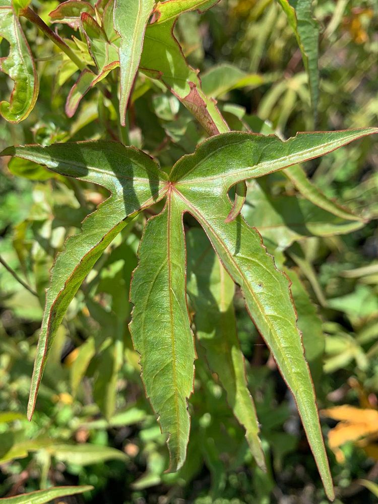 hibiscus-coccineus-swamp-hibiscus-scarlet-rosemallow-texas-star-hibiscus