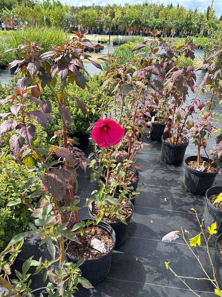 hibiscus-coccineus-swamp-hibiscus-scarlet-rosemallow-texas-star-hibiscus