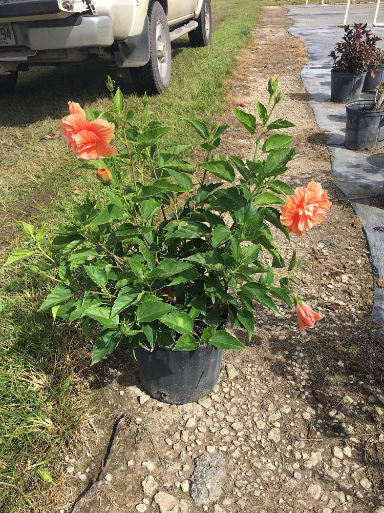 hibiscus-double