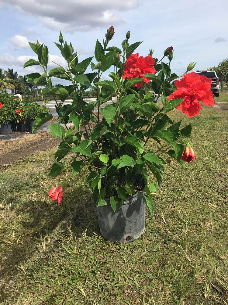 hibiscus-double