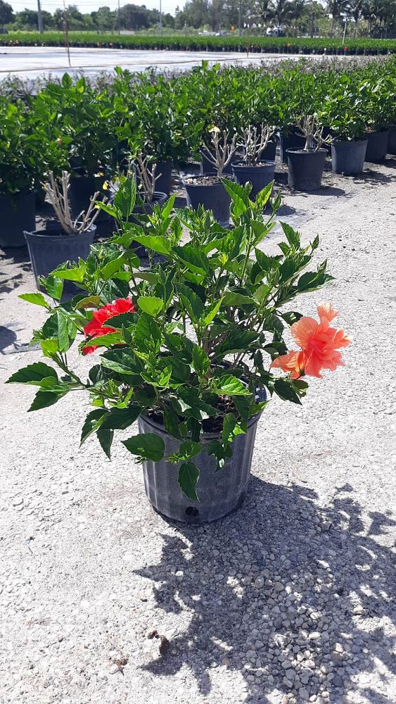 hibiscus-double
