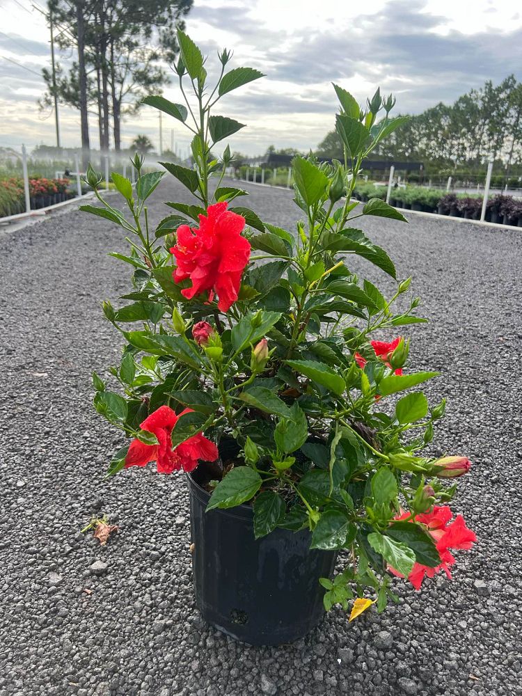 hibiscus-double