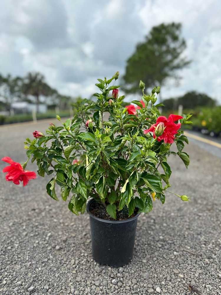 hibiscus-double