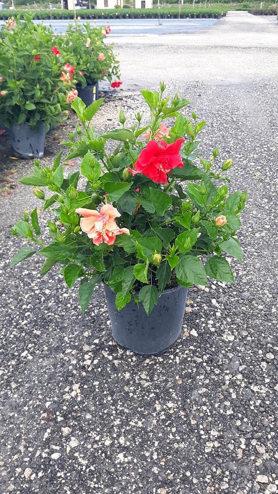 hibiscus-double