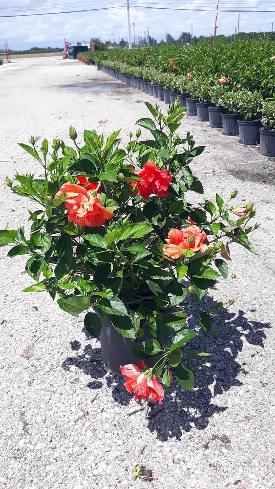 hibiscus-double