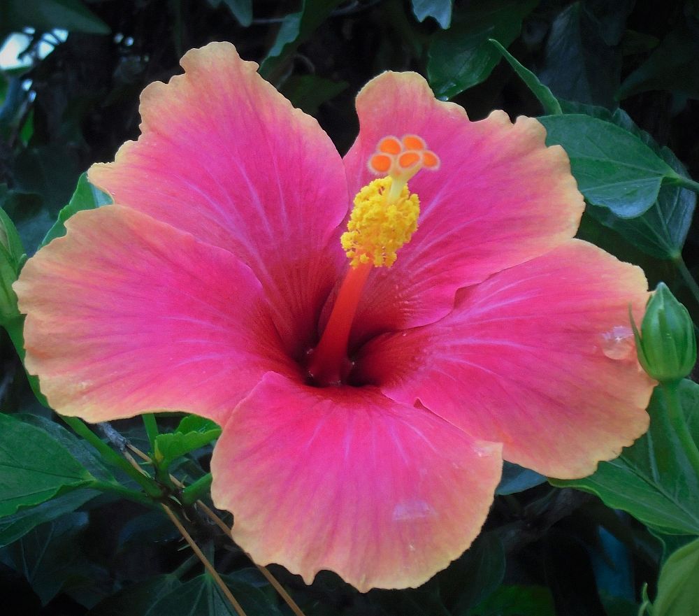 hibiscus-edward-laplante