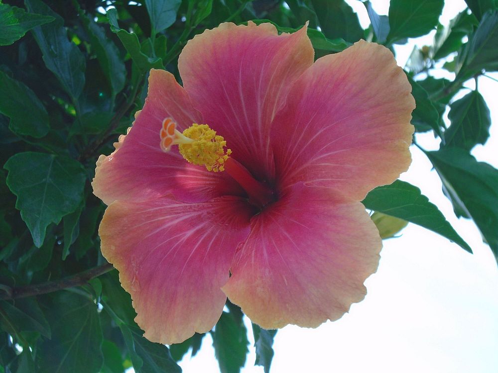 hibiscus-edward-laplante