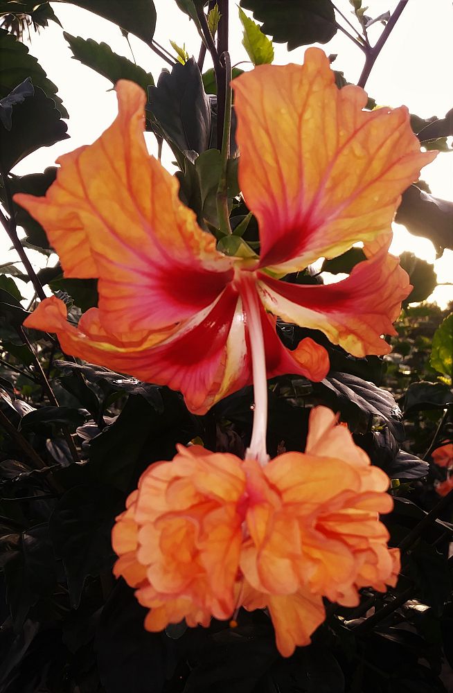 hibiscus-el-capitolio-sport