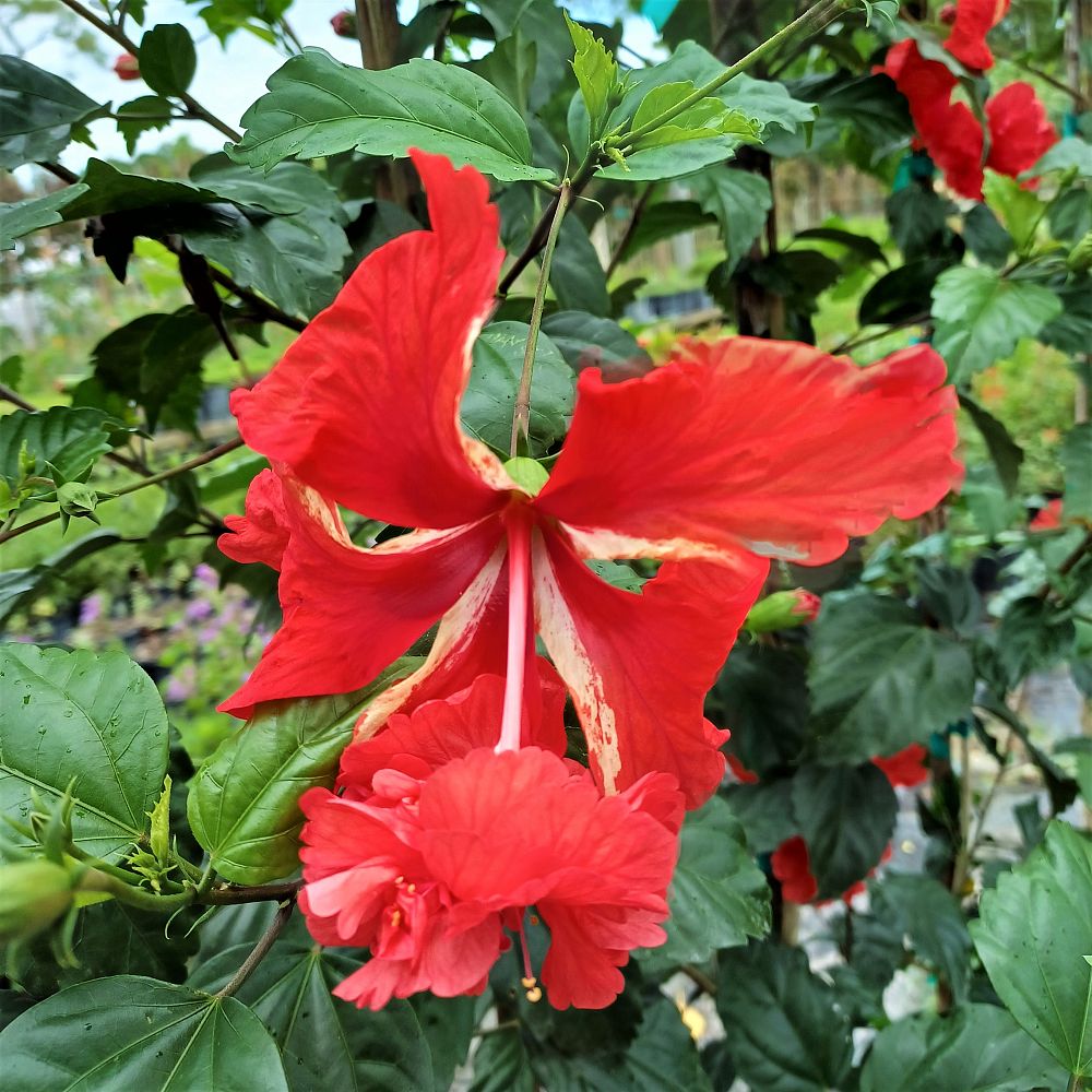 hibiscus-el-capitolio-sport