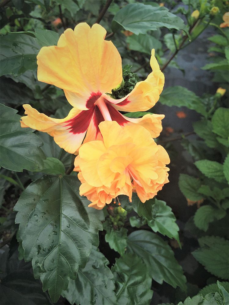 hibiscus-el-capitolio-sport