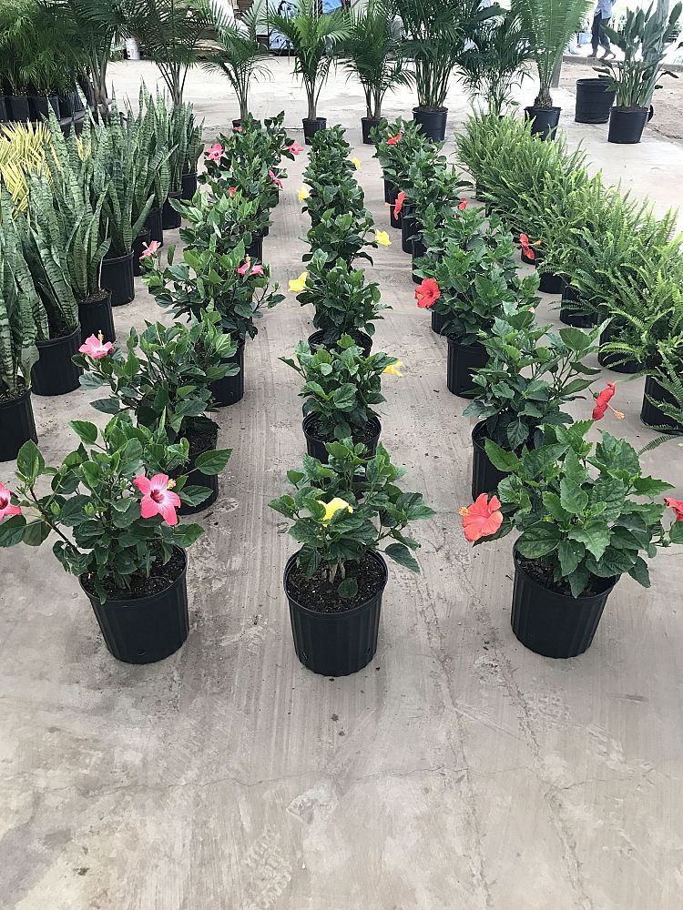 hibiscus-fort-myers