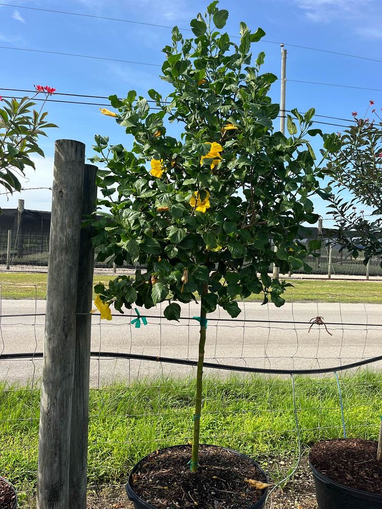 hibiscus-fort-myers