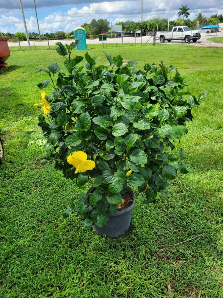 hibiscus-fort-myers
