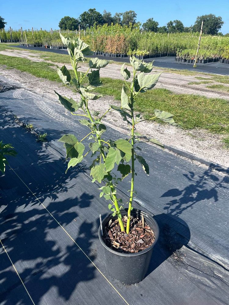 hibiscus-grandiflorus-swamp-rosemallow