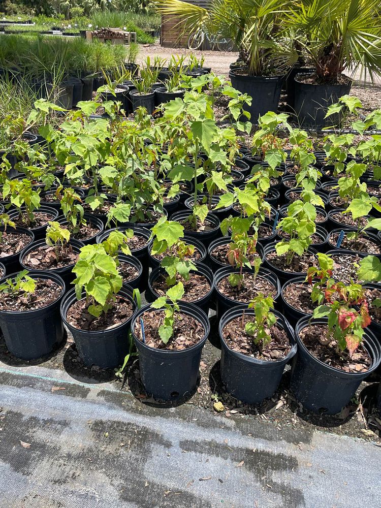hibiscus-grandiflorus-swamp-rosemallow