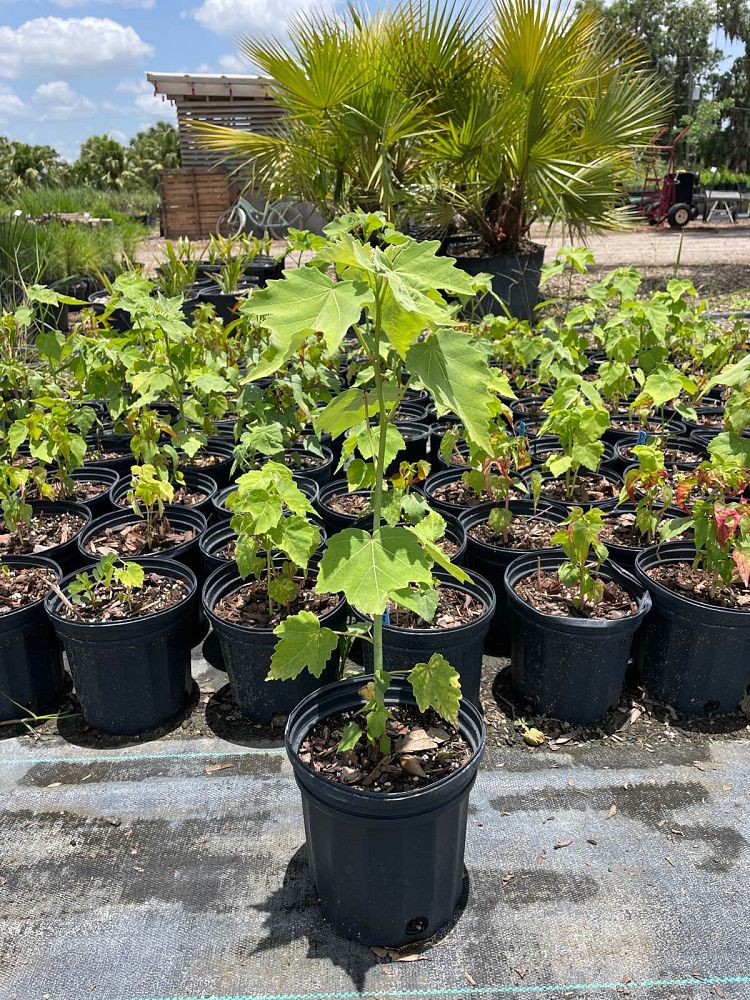 hibiscus-grandiflorus-swamp-rosemallow