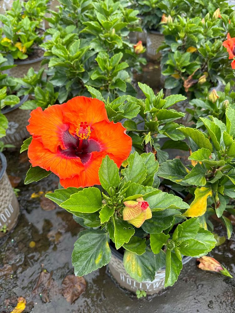 hibiscus-hollywood-disco-diva-tropical-hibiscus-rosa-sinensis