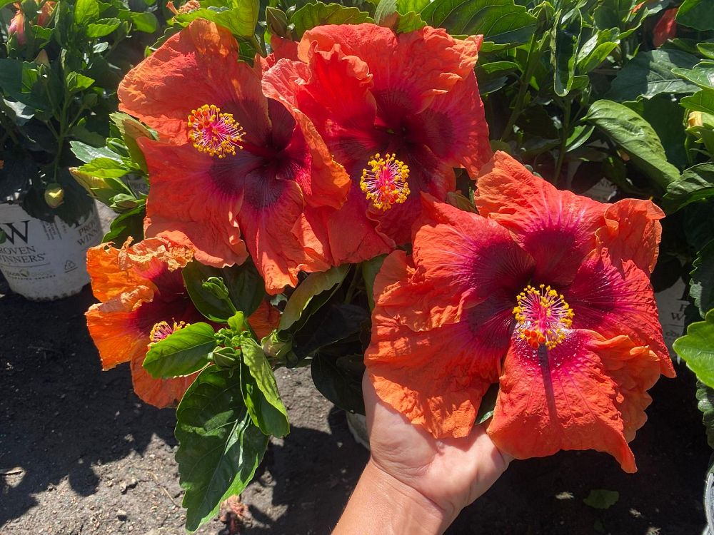 hibiscus-hollywood-disco-diva-tropical-hibiscus-rosa-sinensis