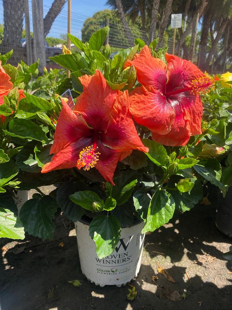 hibiscus-hollywood-disco-diva-tropical-hibiscus-rosa-sinensis