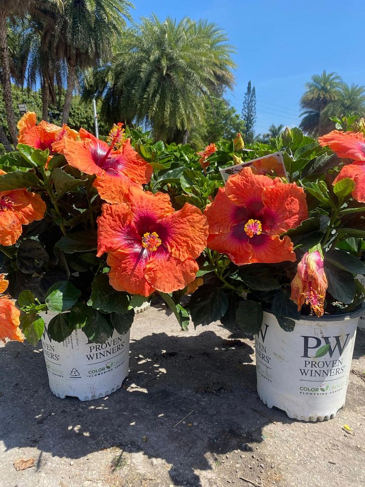 hibiscus-hollywood-disco-diva-tropical-hibiscus-rosa-sinensis