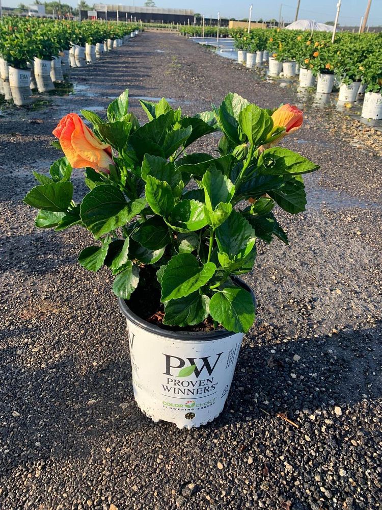 hibiscus-hollywood-disco-diva-tropical-hibiscus-rosa-sinensis