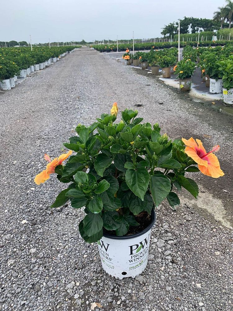 hibiscus-hollywood-disco-diva-tropical-hibiscus-rosa-sinensis