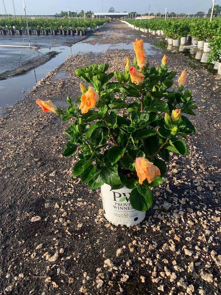 hibiscus-hollywood-disco-diva-tropical-hibiscus-rosa-sinensis