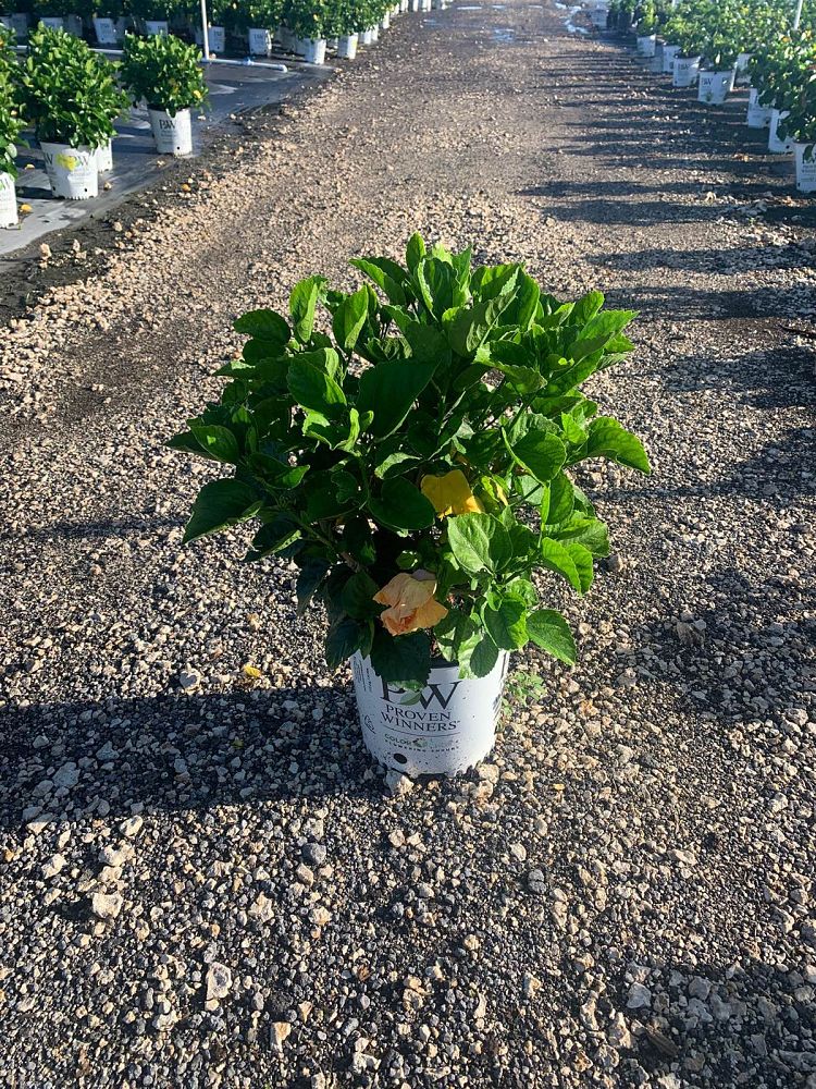hibiscus-hollywood-disco-diva-tropical-hibiscus-rosa-sinensis