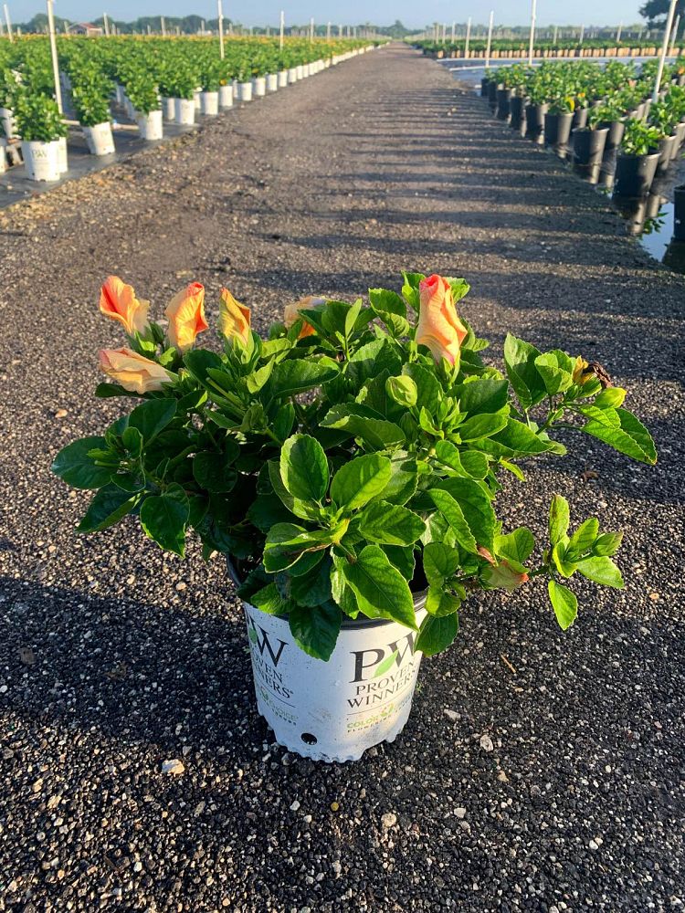 hibiscus-hollywood-disco-diva-tropical-hibiscus-rosa-sinensis