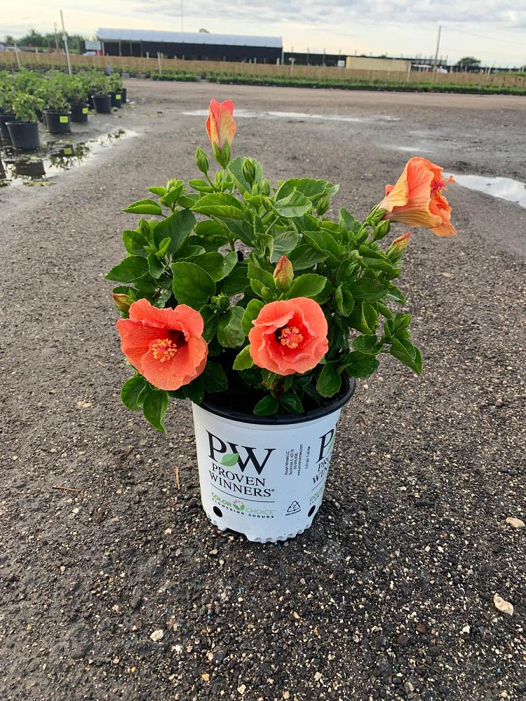 hibiscus-hollywood-disco-diva-tropical-hibiscus-rosa-sinensis