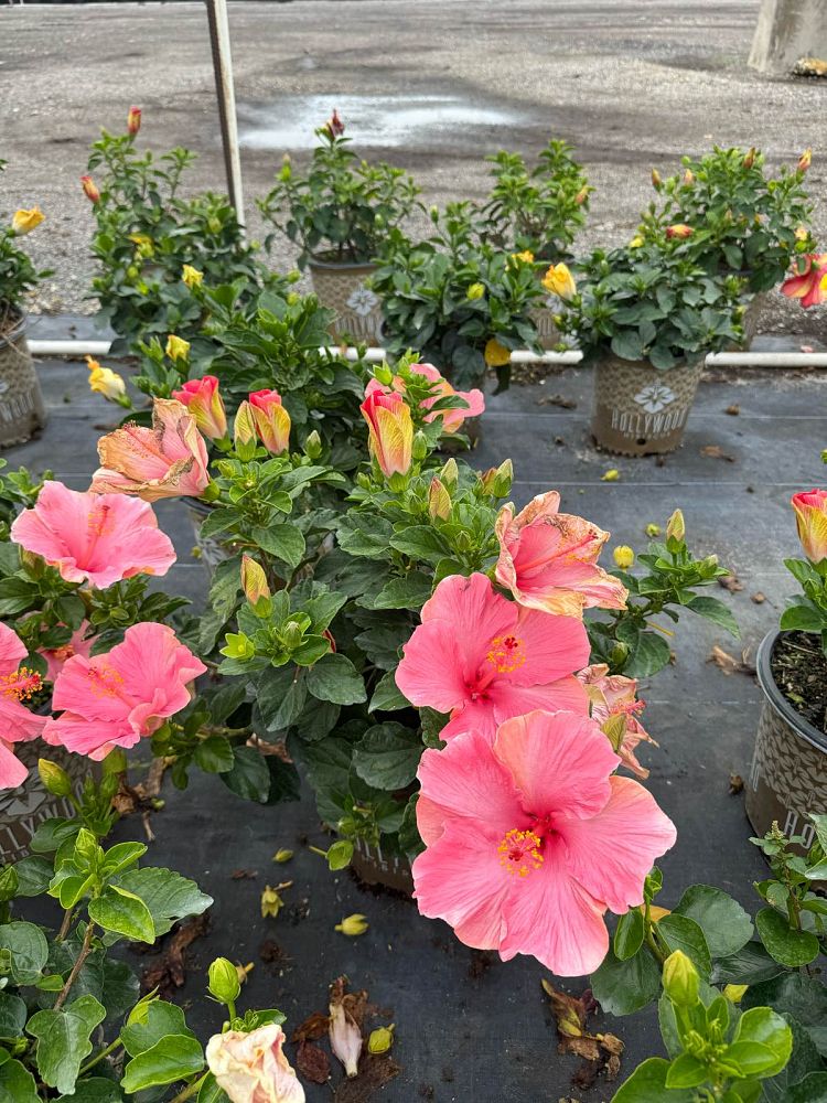 hibiscus-hollywood-first-lady-tropical-hibiscus-rosa-sinensis