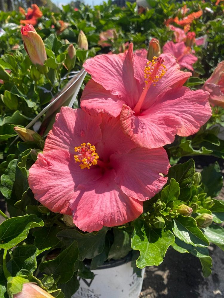 hibiscus-hollywood-first-lady-tropical-hibiscus-rosa-sinensis