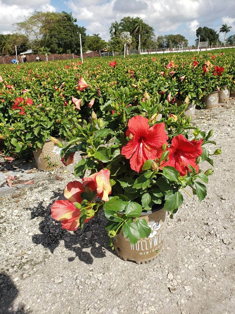 hibiscus-hollywood-first-to-arrive-tropical-hibiscus-rosa-sinensis