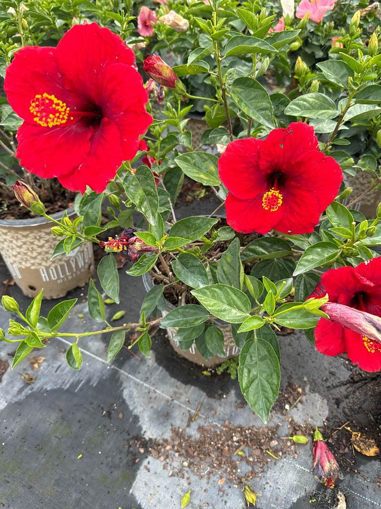 hibiscus-hollywood-first-to-arrive-tropical-hibiscus-rosa-sinensis