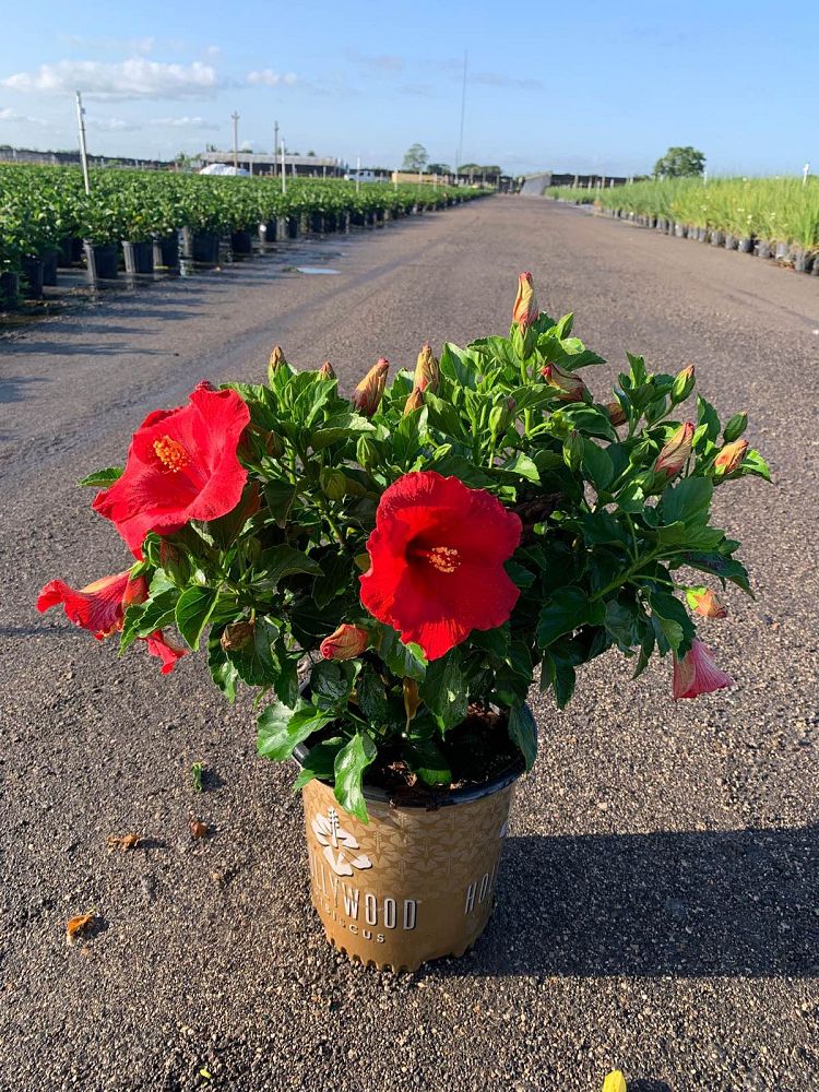 hibiscus-hollywood-first-to-arrive-tropical-hibiscus-rosa-sinensis