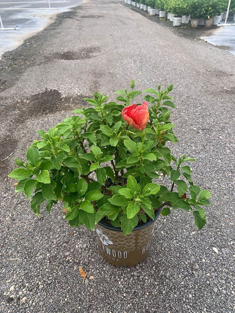 hibiscus-hollywood-first-to-arrive-tropical-hibiscus-rosa-sinensis