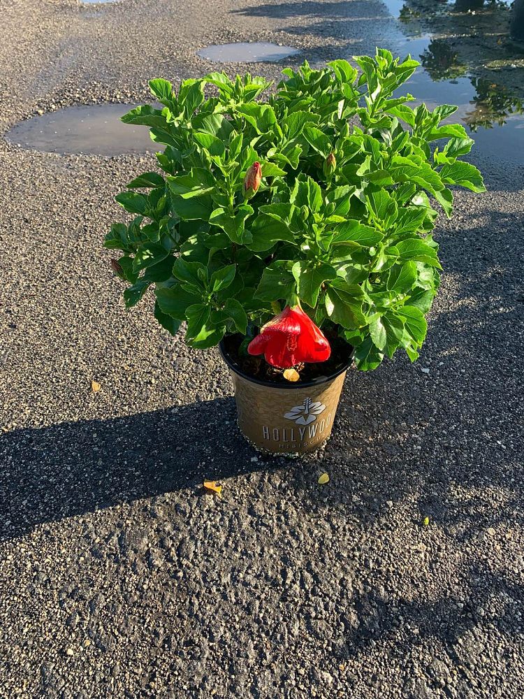 hibiscus-hollywood-first-to-arrive-tropical-hibiscus-rosa-sinensis