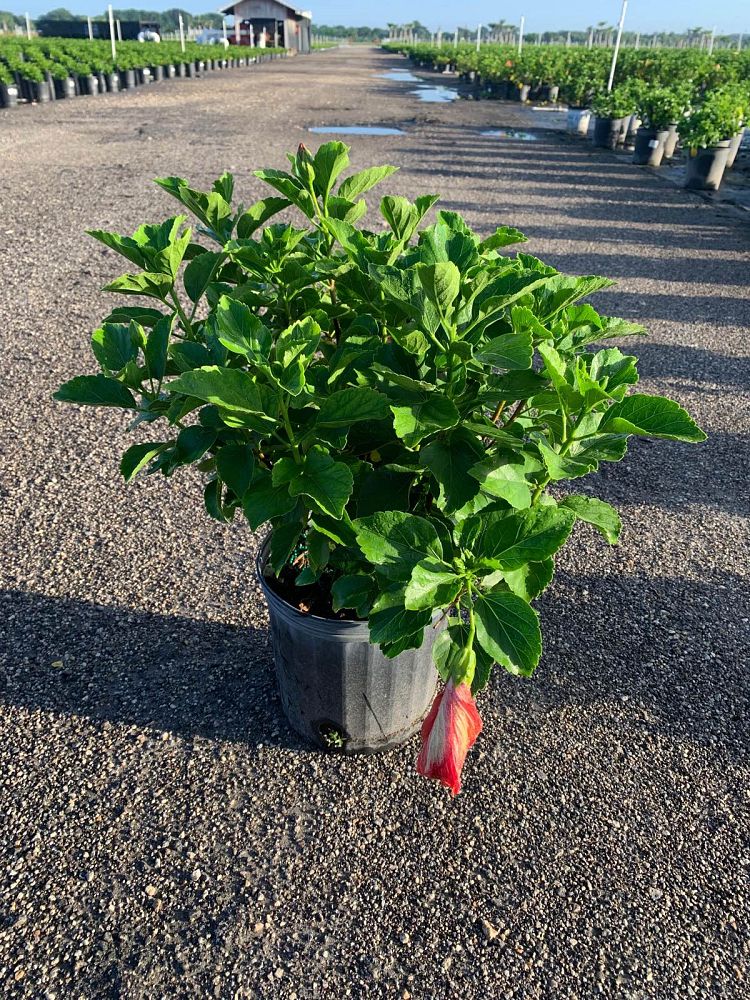 hibiscus-hollywood-first-to-arrive-tropical-hibiscus-rosa-sinensis