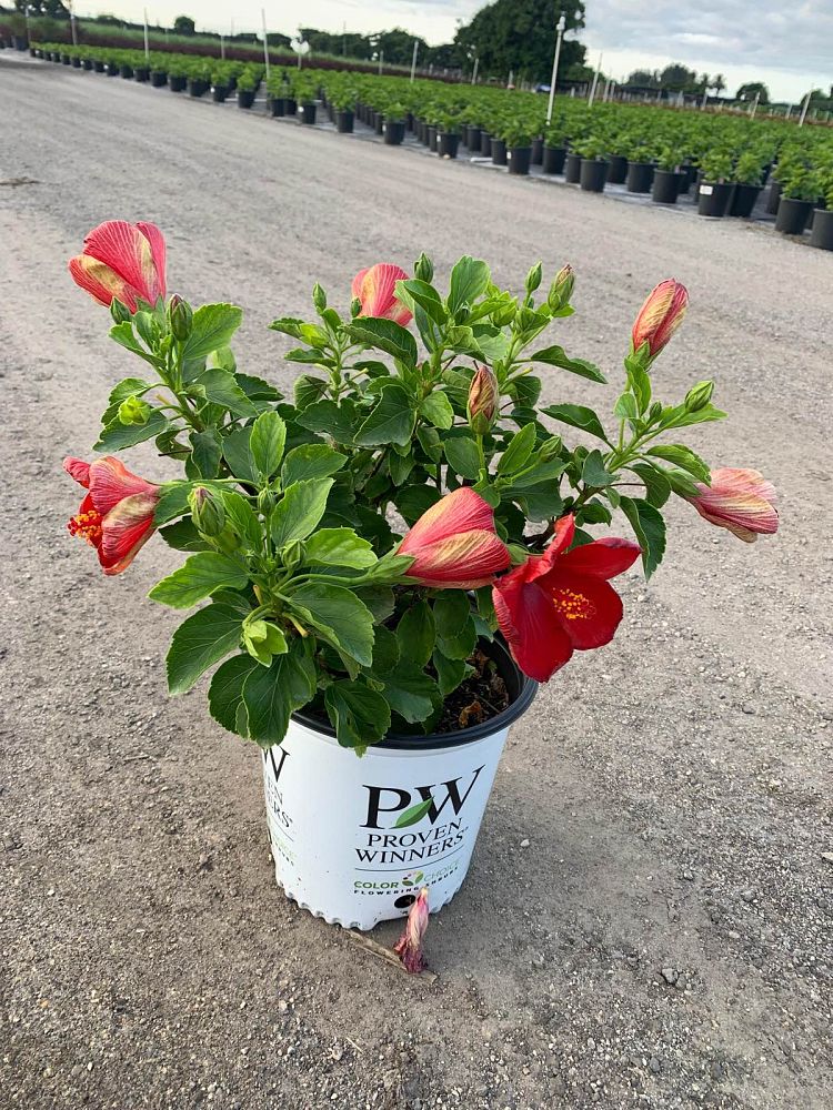 hibiscus-hollywood-first-to-arrive-tropical-hibiscus-rosa-sinensis