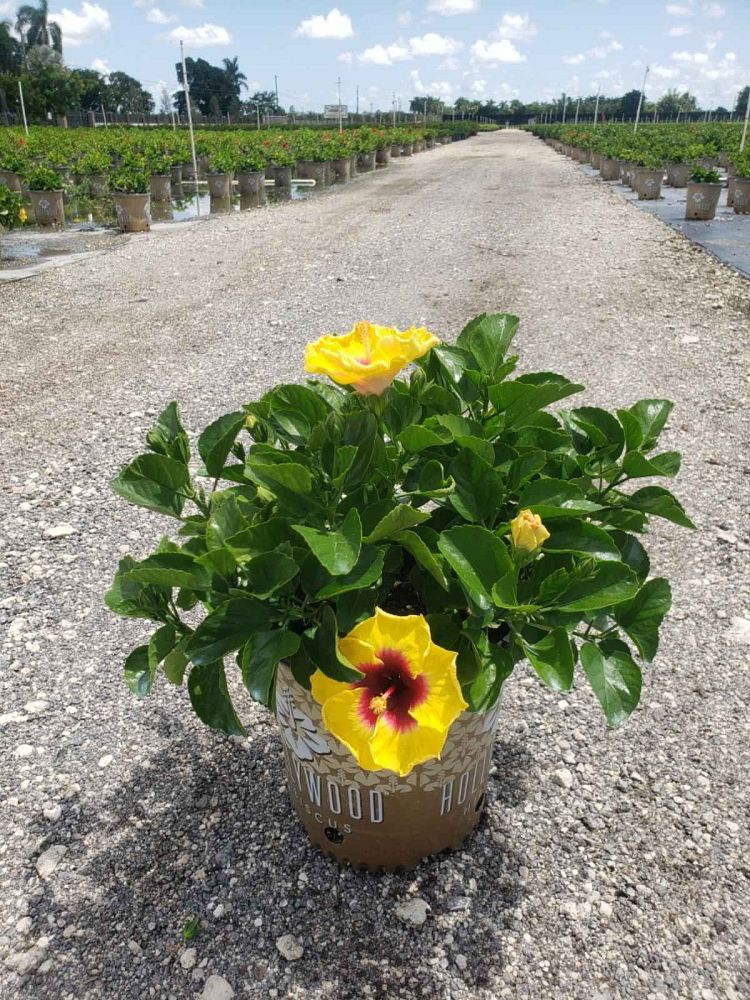 hibiscus-hollywood-rico-suave-tropical-hibiscus-rosa-sinensis