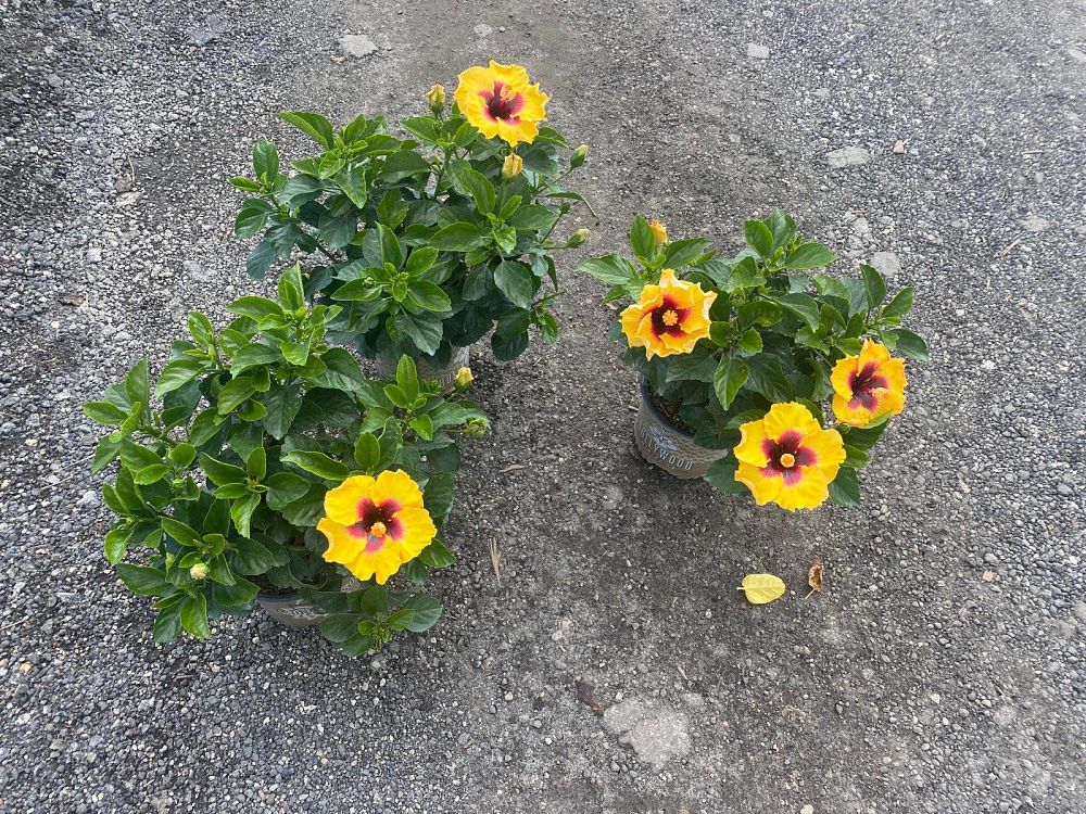 hibiscus-hollywood-rico-suave-tropical-hibiscus-rosa-sinensis