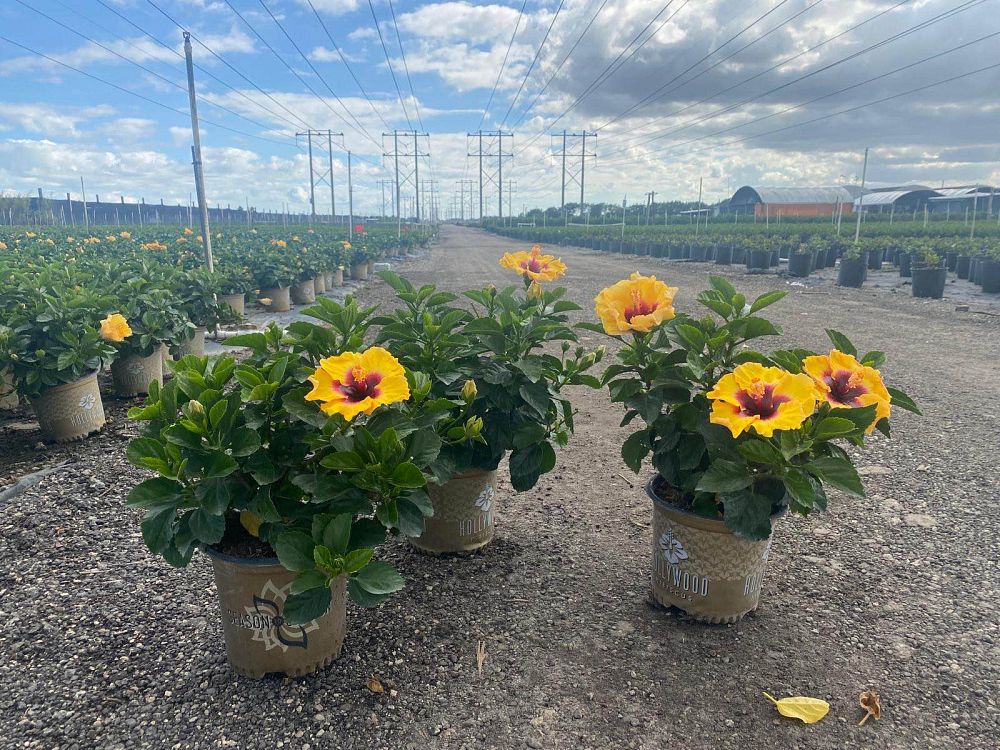 hibiscus-hollywood-rico-suave-tropical-hibiscus-rosa-sinensis