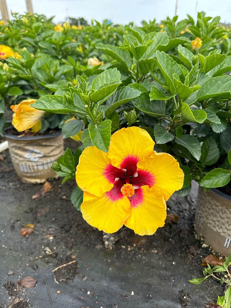 hibiscus-hollywood-rico-suave-tropical-hibiscus-rosa-sinensis