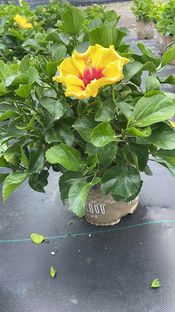 hibiscus-hollywood-rico-suave-tropical-hibiscus-rosa-sinensis