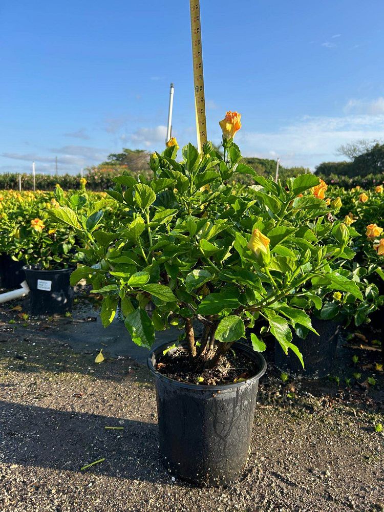 hibiscus-hollywood-rico-suave-tropical-hibiscus-rosa-sinensis